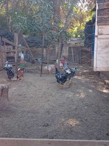 Vendas de frangos e galinha gsb 