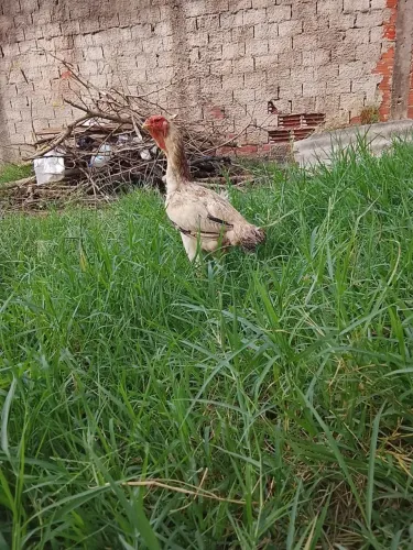 Índio gigante