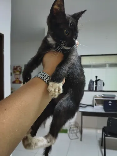 Filhotes de gatinhos para doação!