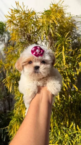 VENDO FILHOTES DE Shih Tzu