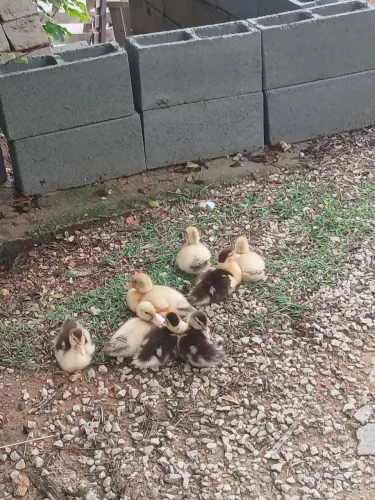 Filhotes de Pato