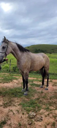 Cavalo Mangolino