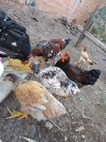 Vende-se galinhas GSB (BALÃO)