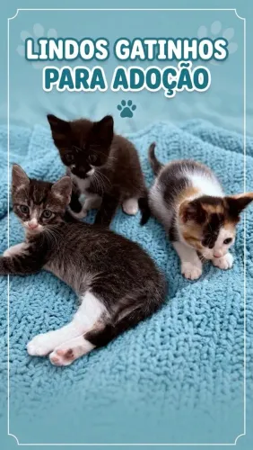 Gatos para adoção responsável