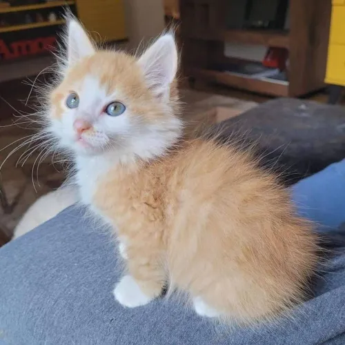 Fillhotes de gato