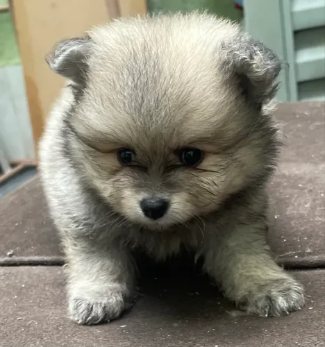 Lulu da Pomerânea