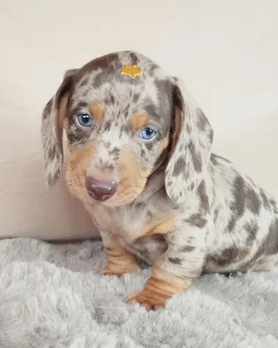 Dachshund Teckel filhotes machos com pedigree a pronta entrega