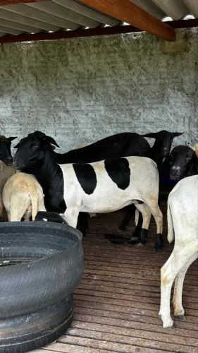 Vendo ovelhas