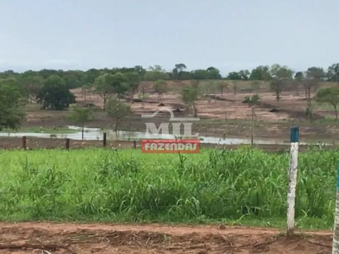 Fazenda 235 Alqueires (1.137 Hectares) Posse - GO