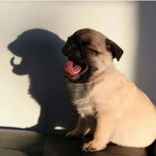 Pug - O Amor Chega De Formas Inesperadas, As Vezes Com Patinhas