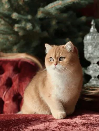 British Shorthair Golden Shaded 