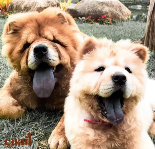 Chow chow americano