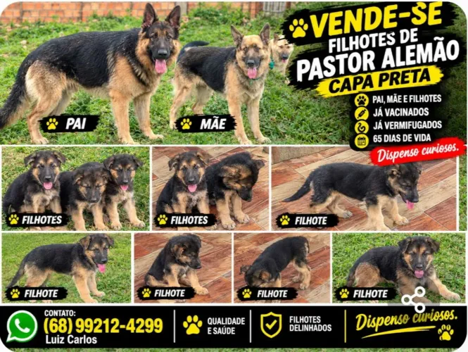 Vendo filhotes de pastor alemão capa preta.