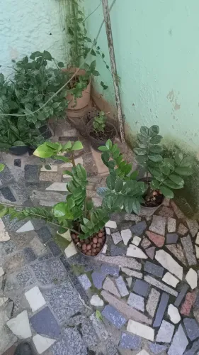 2 Planta Zamioculcas