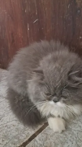 Gatos persas