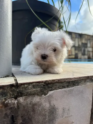 Maltêszinhos