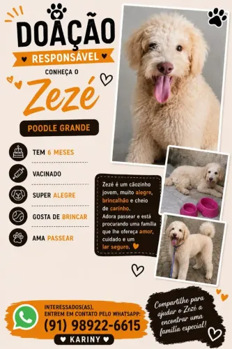 Doação de Cachorro Poodle