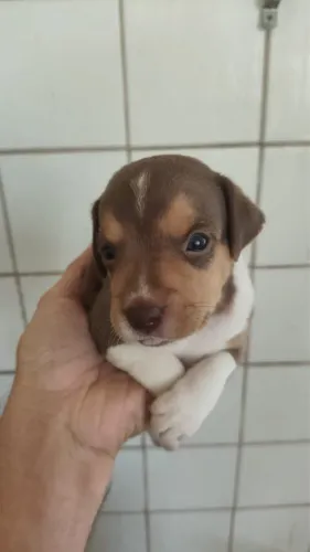 Cachorro - Filhotes Fox Paulista à venda