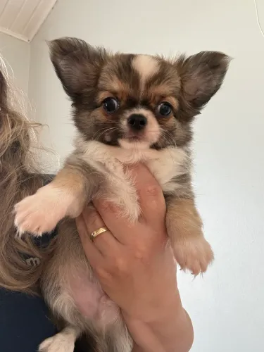 Machos Pelo longo e curto Chihuahua