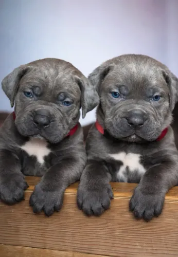 Cane Corso,Cane Corso Filhote Pronto Para Novo Lar