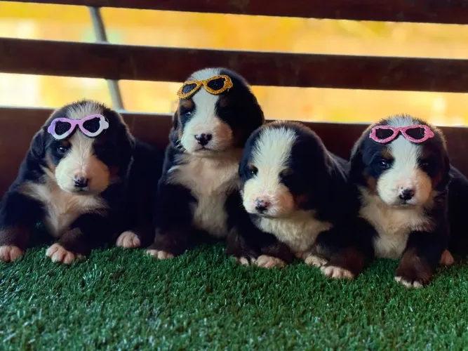 Bernese Mountain Fêmea: A pronta entrega