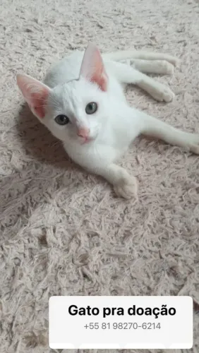 Adoção de Gatinho Branco