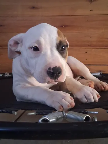 Filhote de pitbull Disponível 