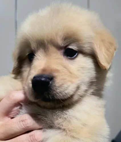 Filhote de golden retriever sapequinha bagunceiro 