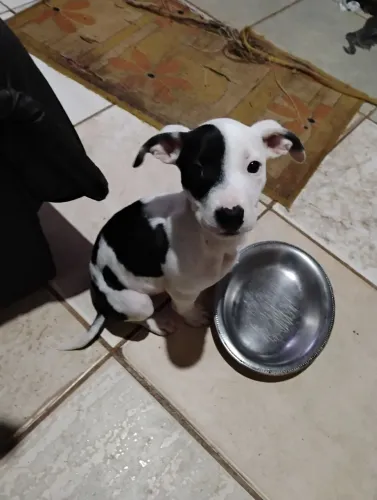 Filhote de Pit Bull 