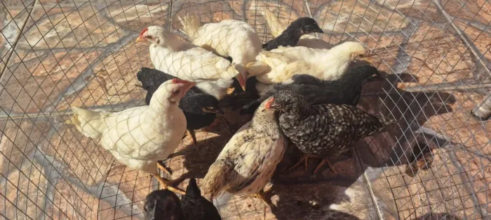 Vendo lote de franguinhas caipira com 3 meses