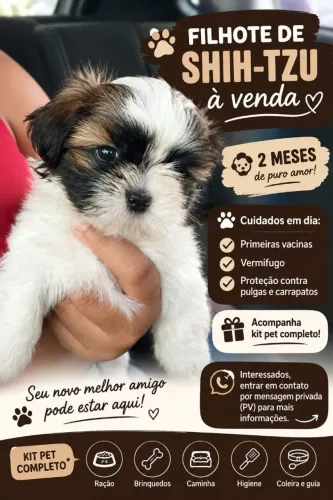 Vendo filhote de Shitzu
