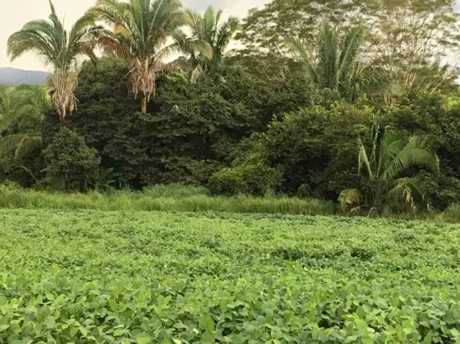 FAZENDA 32 ALQUEIRES | ALTA PRODUTIVIDADE | REGIÃO DE NIQUELÂNDIA-GO
