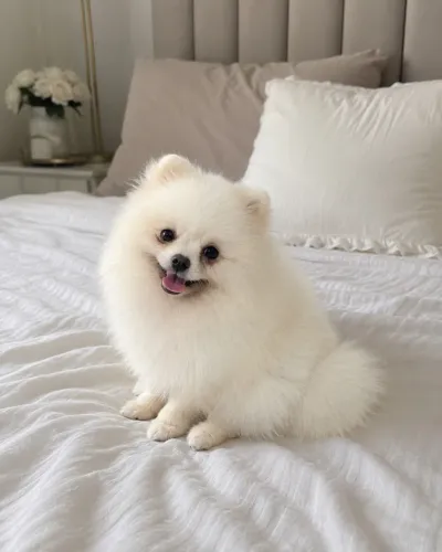 Lulu DA POMERÂNIA / SPITZ  cruza COBERTURA ?