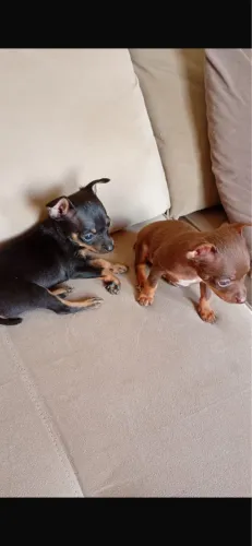 Pincher filhote preto