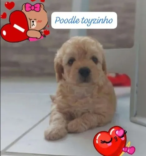 POODLE TOY MACHINHO DISPONÍVEL 