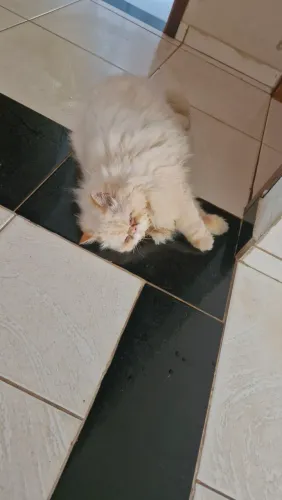 Doa-se gato persa 11 meses