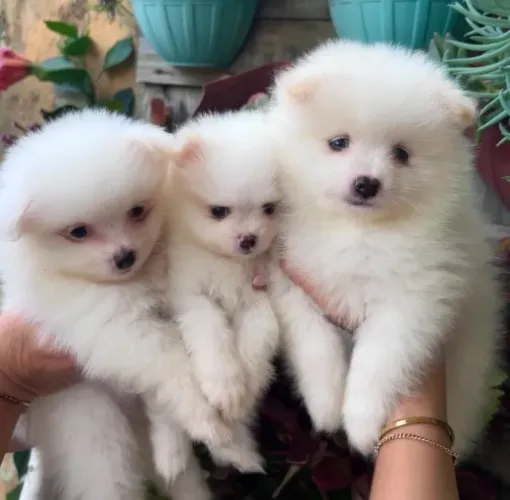 Filhotes de Spitz Alemão 