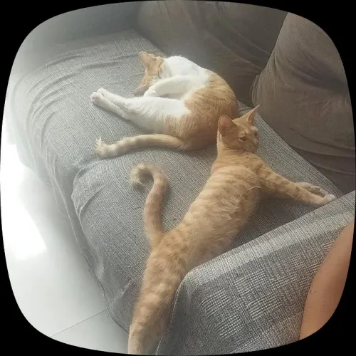 Duas gatinhas para doação(irmãs)