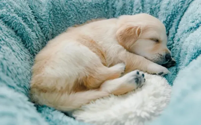 Golden retriever padrao show