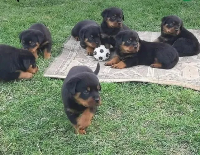 Rottweiler o presente que une proteção e carinho