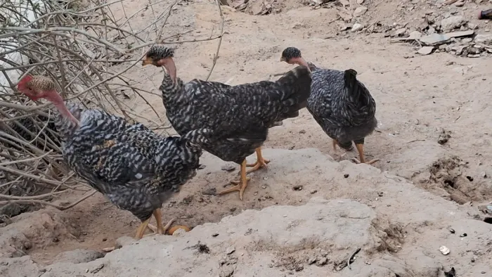 Vendo frangos e frangas caipirão