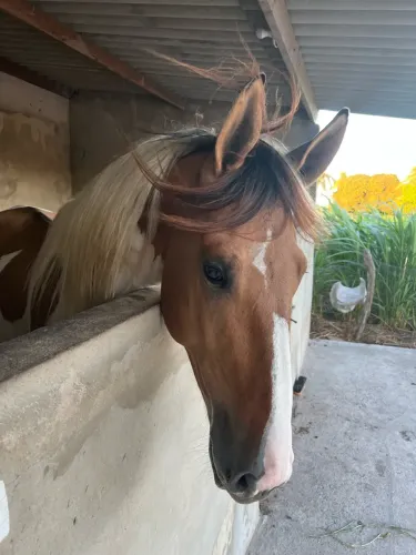 Cavalo Campolina, dócil de marcha picada.