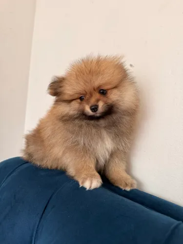 Lulu da Pomerânia Spitz alemão