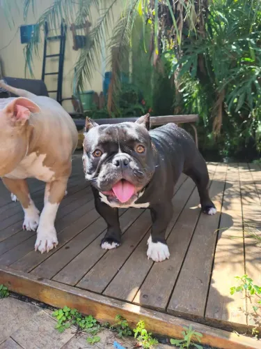 American Bully exótic