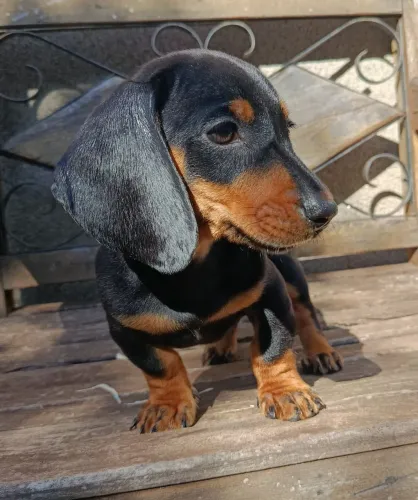 Basset dachshund Cofap teckel 