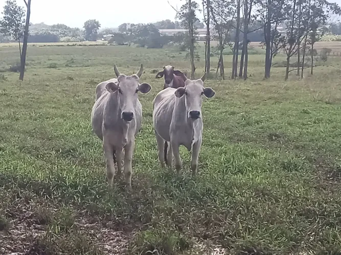 2 novilha nelore