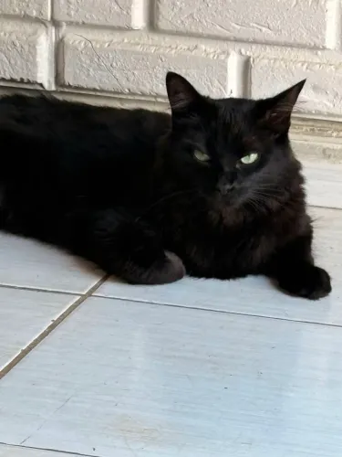 Doação Gato fêmea 