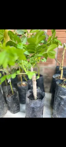 Mudas frutíferas enxertadas e precose de rápida produção.