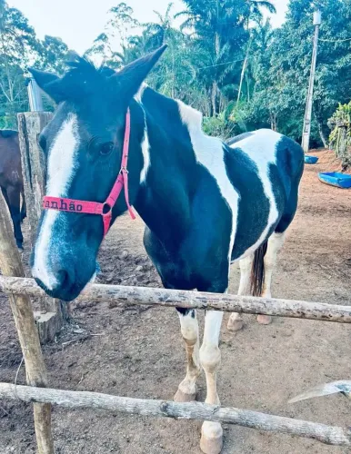 Vendo égua pampa vacinada