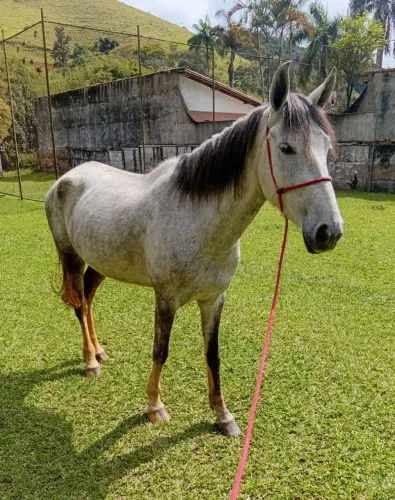 Égua 